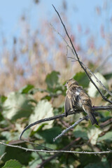 Brown house finch in blackberry thicket