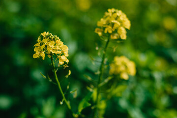 Obraz premium Yellow rapeseed field close up view. Yellow field of flowering rape closeup, nature wallpaper. Natural landscape background. Summer landscape, blooming rapeseed field