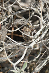 House sparrow in in bush