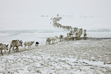 A herd of reindeer goes to the camp