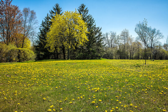 Landscape of yellow dandelions in Burlington Park, ON, Canada