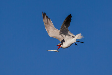 Fototapeta na wymiar Caspian Tern drops catch 