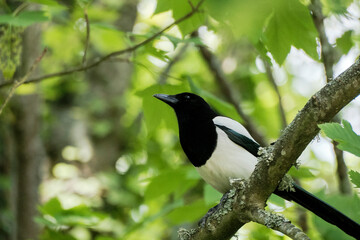 Pie dans les arbres .