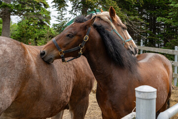 Two chocolate brown horses allogrooming each other with their teeth on their backs. This biting is...