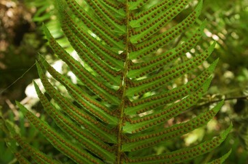 View of the underside of a fern frond, specifically a Western Sword Fern (Polystichum munitum),...