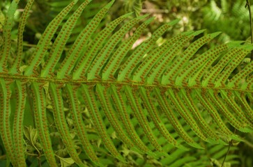 View of the underside of a fern frond, specifically a Western Sword Fern (Polystichum munitum), covered in a pattern of spores. 