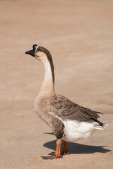 Selective focus on swan goose.Swan goose is on brown background.