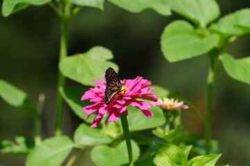 Danaus Plexippu Monarch butterfly feeding on a pink Zinnia flower.