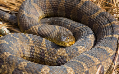 Watersnake coiled up in the rocks at a park in Rome Georgia.