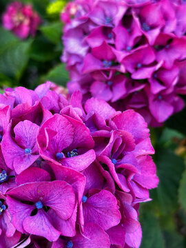 A cluster of vibrant purplish pink hydrangea blooms with rich green foliage in the background. 