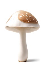 Mushroom, isolated white background illustration