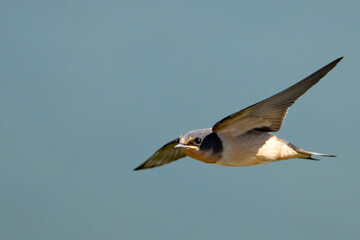 Young Barn Swallow in Flight Over Blue Water