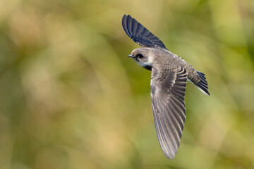 Bank Swallow in Flight Past Marsh Grasses