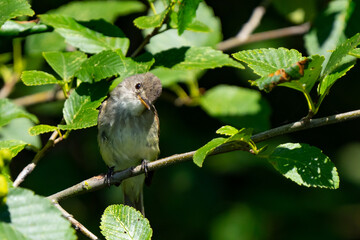 Curious Willow Flycatcher Examines the Photographer