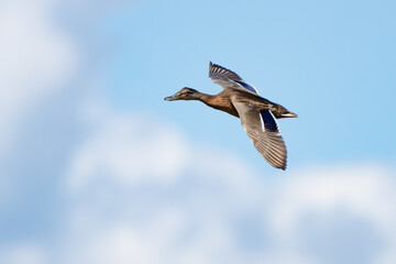 Mallard Hen Banks in Flight on a Sunny Spring Day