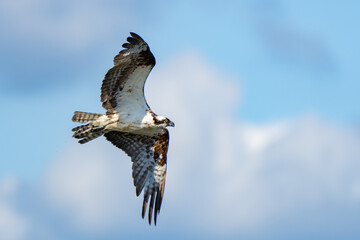 Osprey in Flight After a Missed Dive for a Fish