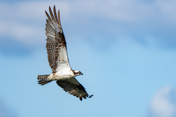 Osprey in Flight After a Missed Dive for a Fish