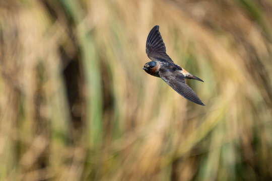 Graceful Cliff Swallow in Flight Past Marsh Grasses