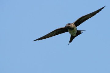Purple Martin Female Portrait Detail
