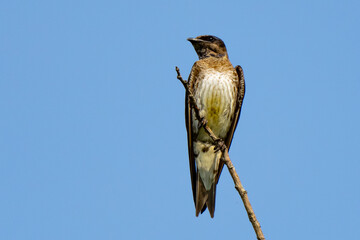 Purple Martin Female Portrait Detail