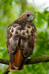 Red-Tailed Hawk Looks for a Frog To Attack