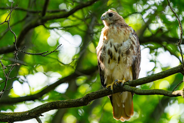 Red-Tailed Hawk Looks for a Frog To Attack