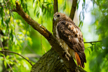 Red-Tailed Hawk Looks for a Frog To Attack