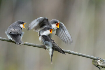 Fledgling Tree Swallows Vie for Attention