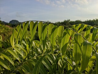 kalakai plants in the morning © RMX IMG