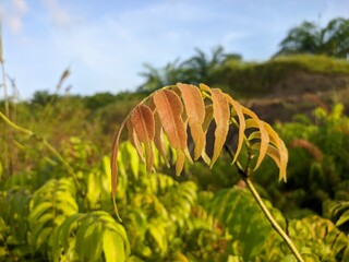 Kalakai plants (Stenochlaena Palustris) in the morning © RMX IMG