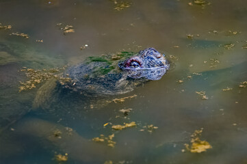 Common. Snapping Turtle swimming in a pond in Rome Georgia.