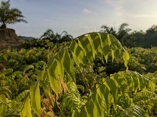 Kalakai plants (Stenochlaena Palustris) in the morning © RMX IMG