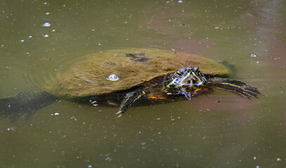 Yellow slider turtle swimming in a pond in Rome Georgia.