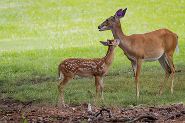 Female whitetail doe and fawn in a grassy meadow in Rome Georgia.