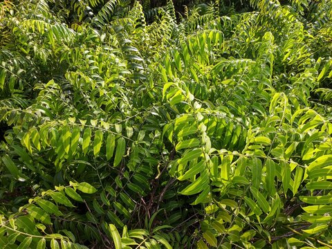 kalakai plants in the morning