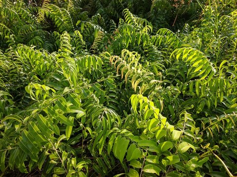 Kalakai plants in the morning