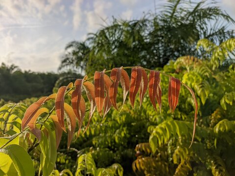 Kalakai plants (Stenochlaena Palustris) in the morning