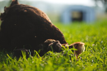 Baby chickens with their mother hen on a small farm in Ontario, Canada.