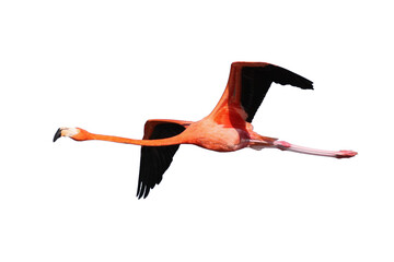 flamingo flying