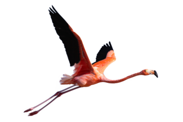 Flamingo flying