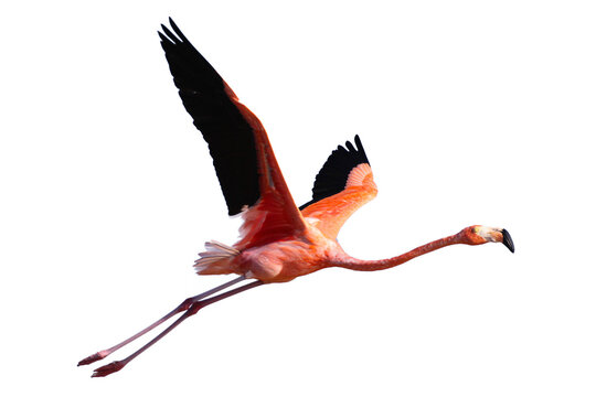 Flamingo flying