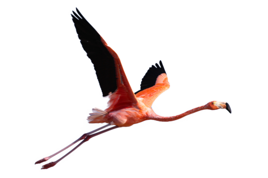 Flamingo flying - Powered by Adobe