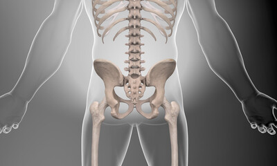 Skeletal pelvic view on gray background