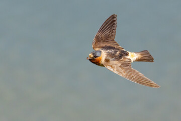 Graceful Cliff Swallow in Flight Past Marsh Grasses