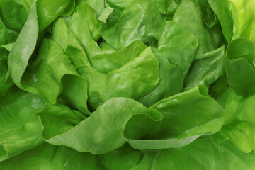 Fresh green butter lettuce as background, closeup - obrazy, fototapety, plakaty