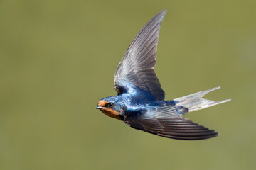 Beautiful Blue Barn Swallow in Flight Over Green Background - obrazy, fototapety, plakaty