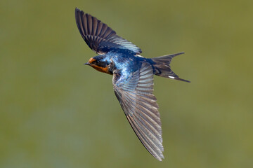 Beautiful Blue Barn Swallow in Flight Over Green Background