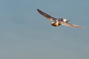 Graceful Cliff Swallow in Flight Past Marsh Grasses