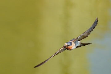 Graceful Cliff Swallow in Flight Past Marsh Grasses