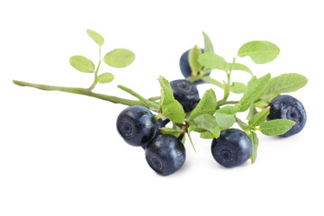 Branch with ripe bilberries and green leaves isolated on white
